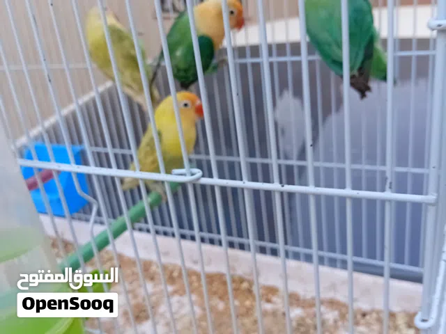 3 انتاية باربلو وانتاية اورانج مصوقراه البيع مع بعضهم الله يبارك