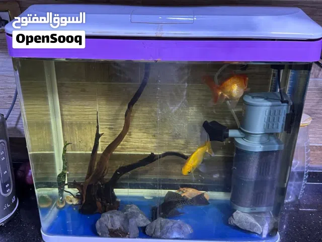 حوض سمك شبه جديد (اقرأ الوصف) مع سمك