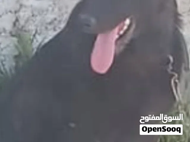 جيرمن العمر. 6شهور ماخد جميع المطعيم