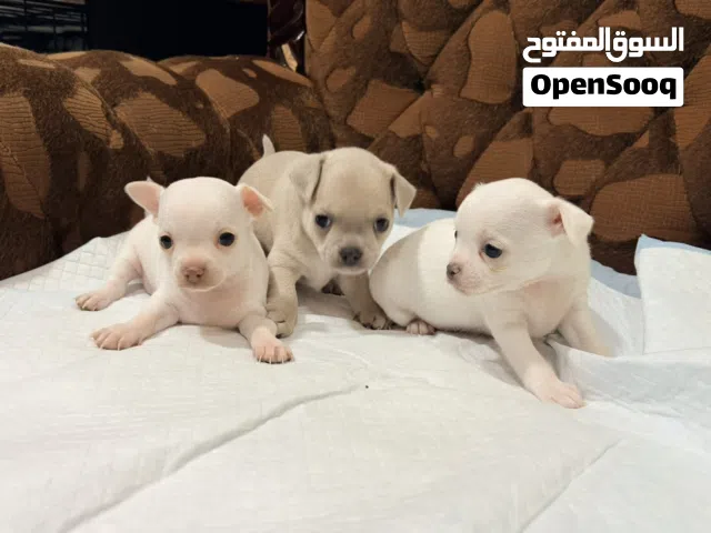Chihuahua puppies