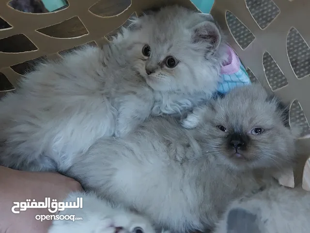 كيتن للبيع قطة /قطط/قط صغيرة للبيع بسة لللبيع