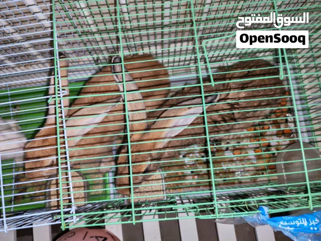 أرانب متنوعة للبيع حجم كبير