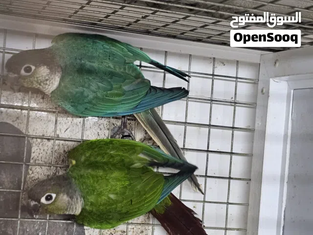 مجموعة كنيور للبيع ذكور (Males)