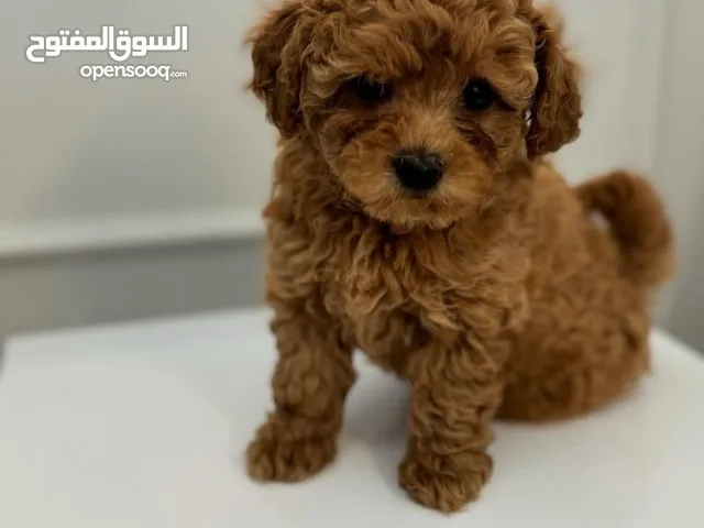 للبيع توي بودل نثيه وذكر