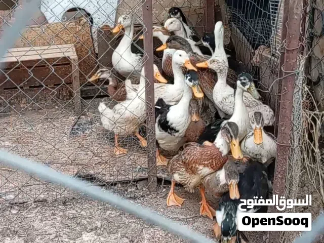 بط للبيع عمر 5 اشهر صحة ونضافة