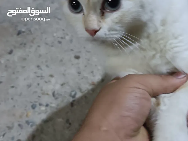 قطة شيرازي نثية أليفة سعر 50 الف