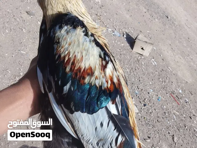ديك باكستاني