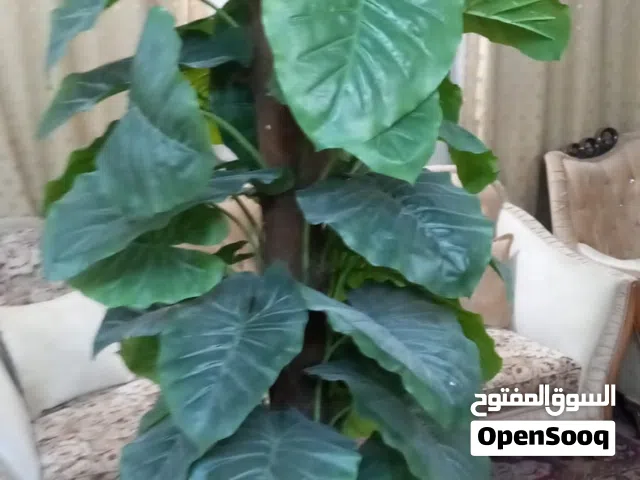 نبات صناعي اخضر في سندانه ارتفاعه 1.7 متر