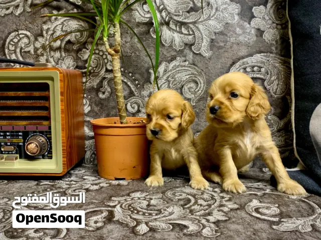 Purebred Cocker Spaniel Puppy