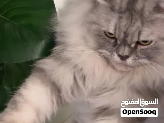 للبيع او البدل بما يناسب