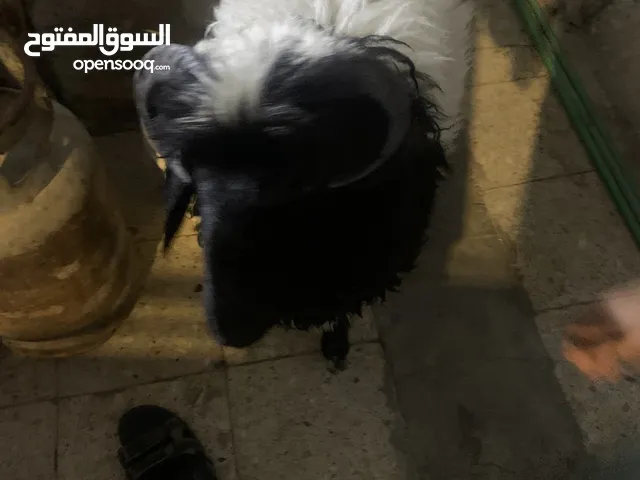 غنم للبيع