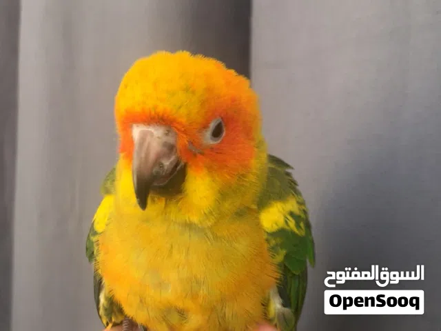 ببغاء فرخ صن كنيور مدرب + مع جميع ملحقاته و لونه مميز