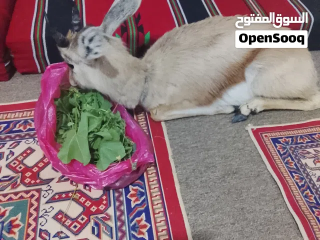 غزال دوركاس الصحراوي