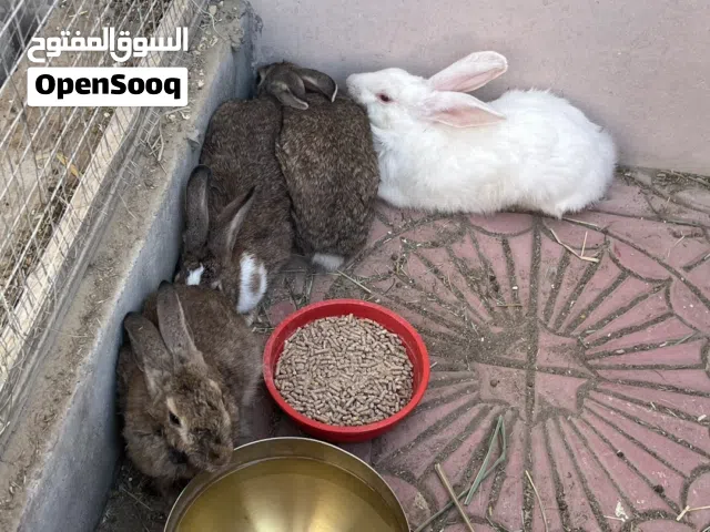 ارانب لي البيع شوف خاص