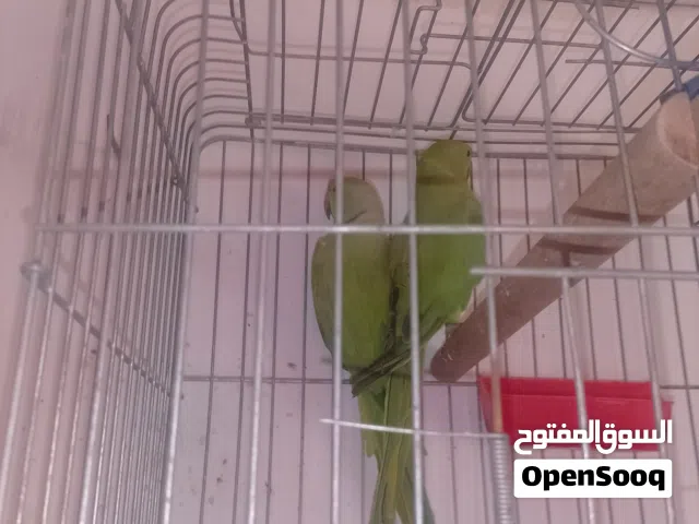جوز ببغاء دره