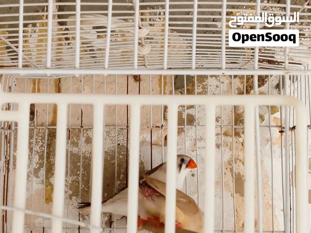زيبرا للبيع