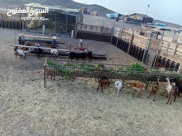 السلام عليكم لمحبي غنم الصلالي ((بيع عأااجل )) أقرأ الوصف.