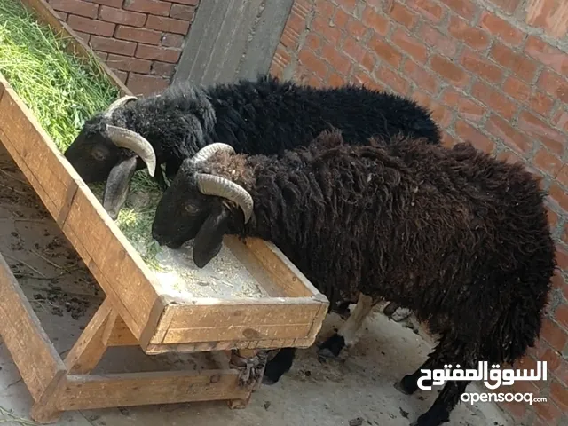 بسم الله الرحمن الرحيم كل عام وانتم بخير الاثنين2/6/2025 متاح دكرين خروفين لحم للاضحيه النوع/رحما