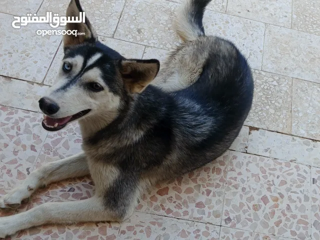 كلب هاسكي انثى