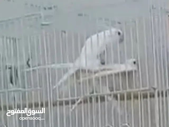 Cocktail bird pair for sale