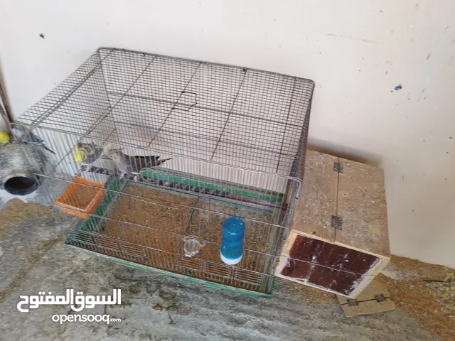 جوز كوكتيل