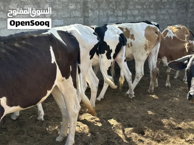 بقر هجين ظفاري نمساوي لي اعرفه فرصتك بسعر جميل بعد سبوع بيرتفع السعر