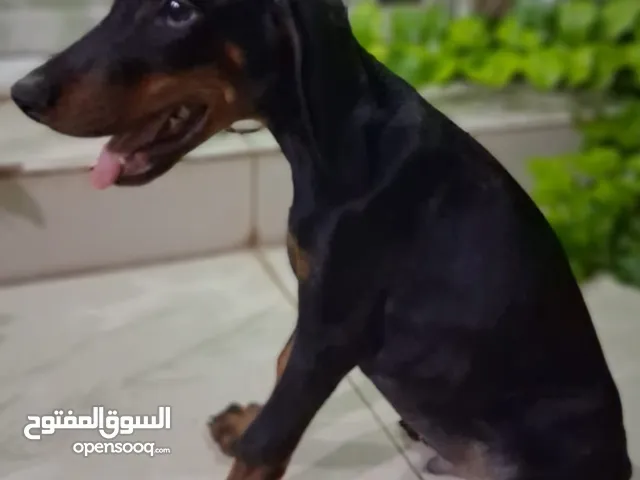دوبرمان للبيع