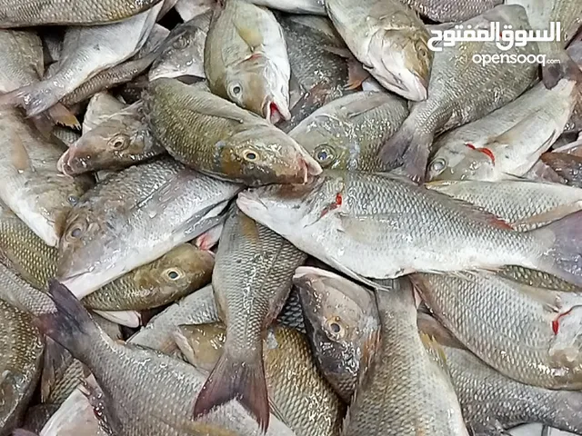 Fresh & Frozen Fish & Seafood Wholesaler in Muscat Oman For Restaurant Hotels & Fish Shop