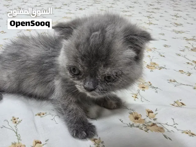 Kitten Scottish fold