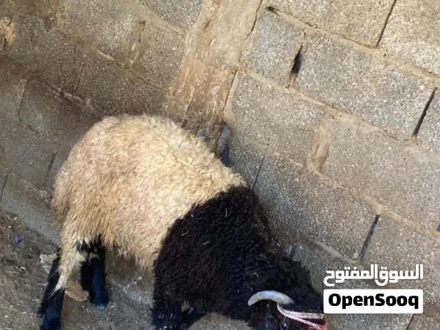 متوفر أربعة خرفان سوريا سعر من 1850