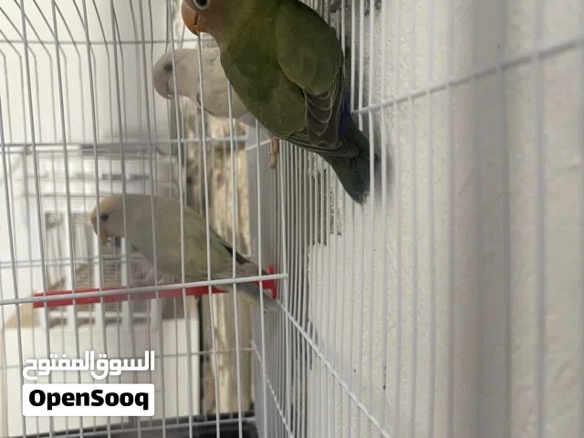 عصافير للبيع ربي يبارك في رزق الجميع
