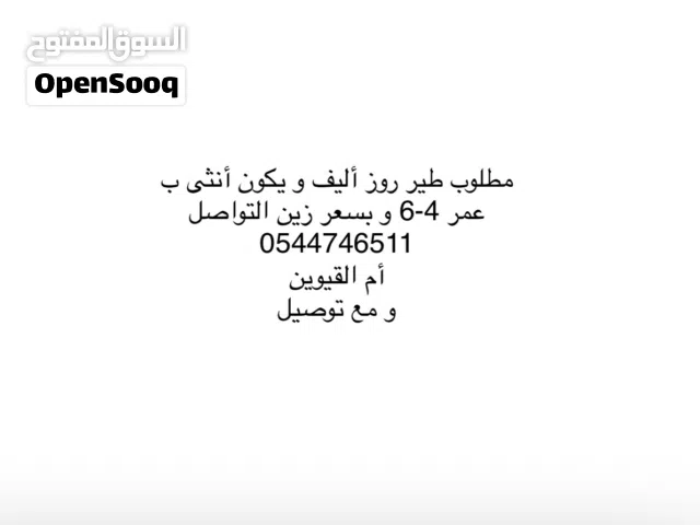 مطلوب طير روز أليف ويكون أنثى ب عمر 4-6 وبسعر زين التواصل  أم القيوين و مع توصيل