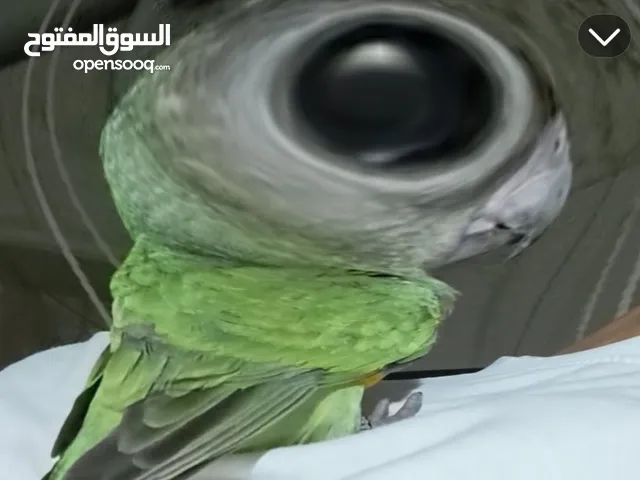 فرخ ببغاء سنغالي اليف جدا