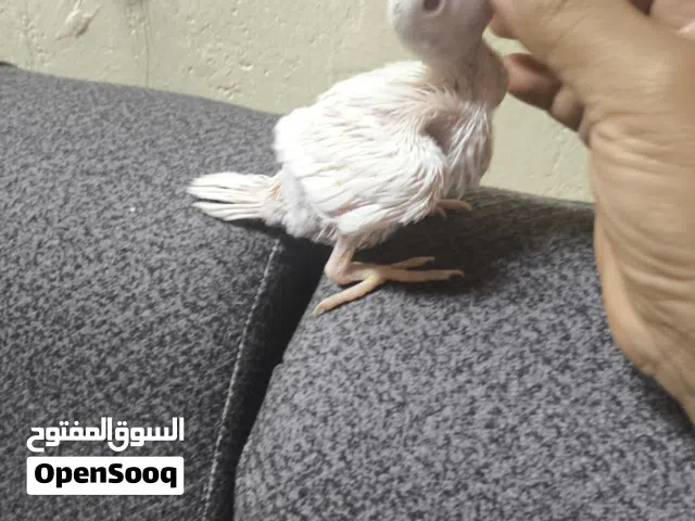 دره ابيض البينو عين حمره