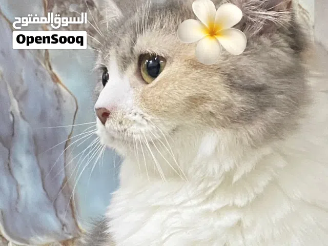قط انثى للبيع