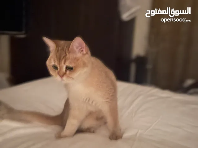 Special offer سكوتش ستريت Golden Cat