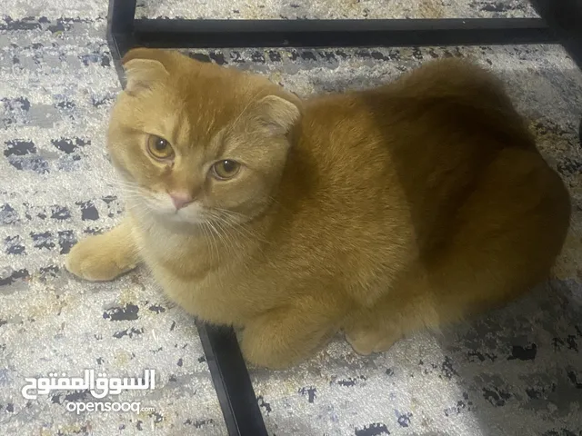 قط ذكر. للتبرع