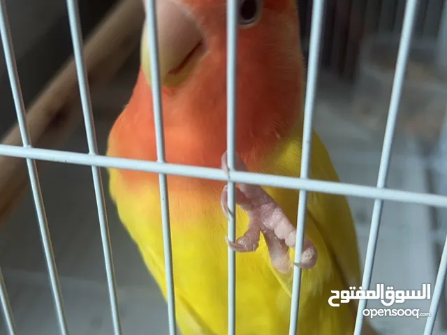 مع قفص Two Love bird