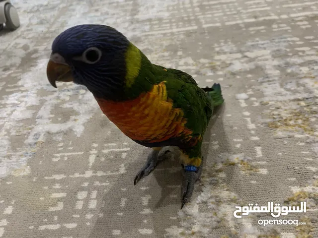 بغبغاء لوري ب85