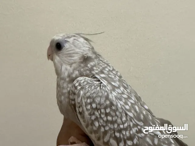 فروخ كوكتيل للغر
