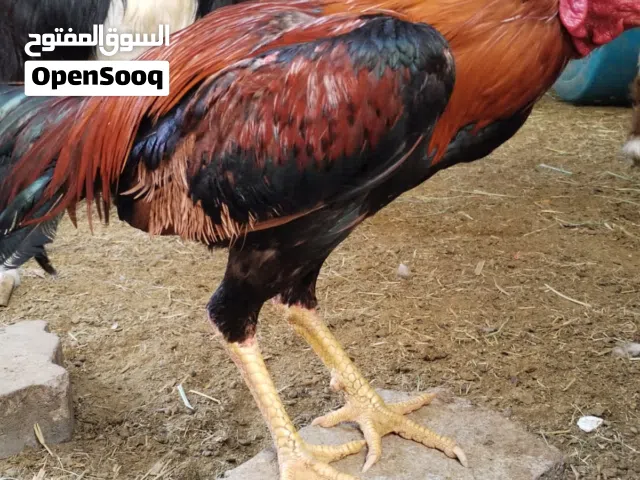 ديك باكستاني عمره تقريبا سنه معي من يوم صغير