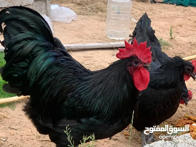دجاج استرلوب اسود