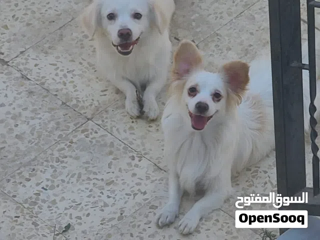 للبيع كلاب بسعر مغري جدا  نوع لولو فوكس الجميل والرائع منتجات