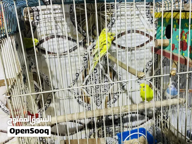 طيور حب ثلاث زواج مزاوي