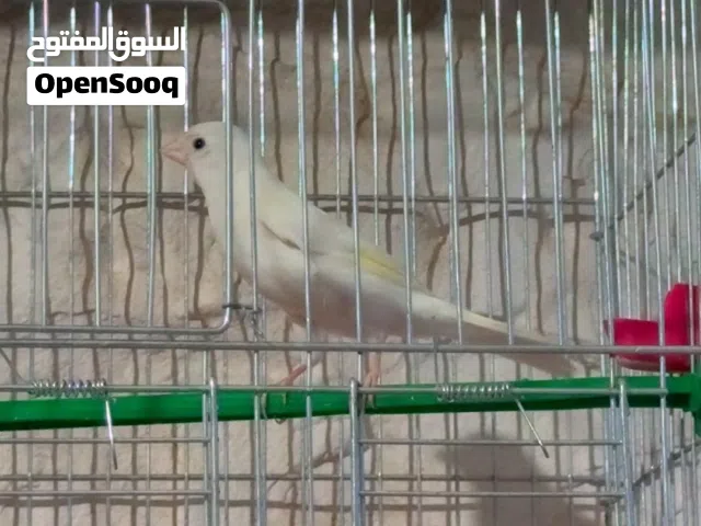 فحل كنار ابيض رفيع
