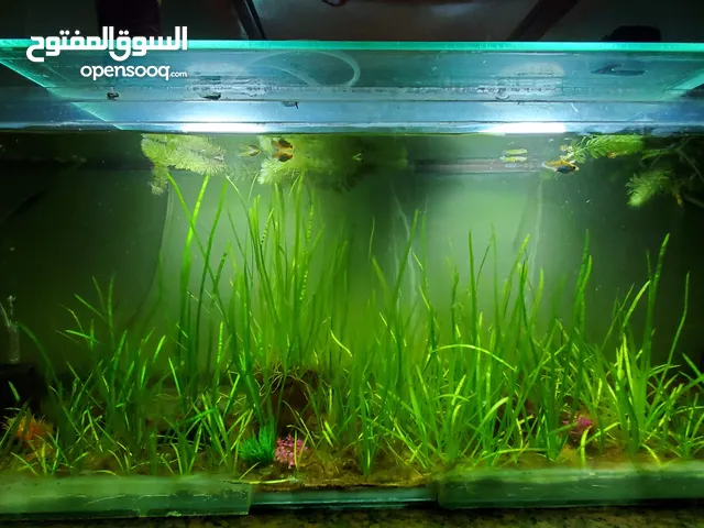 سماد (عضوي) للنباتات المائية في احواض السمك آمن ومضمون 100%