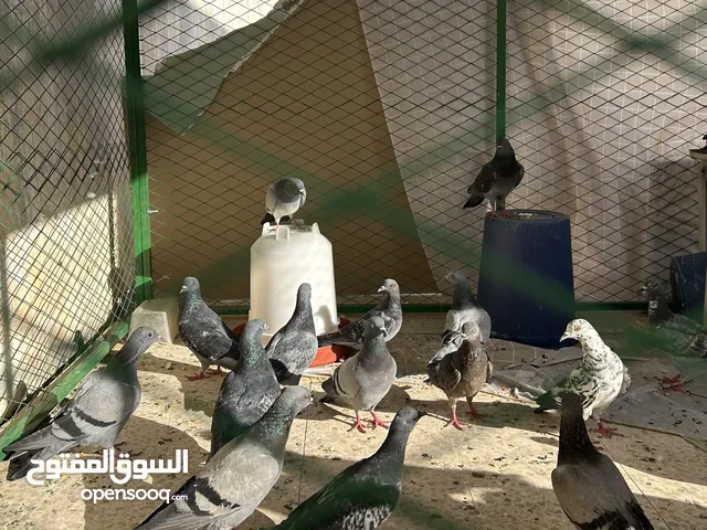 حمام مشكل زاجل وسوادي للبيع