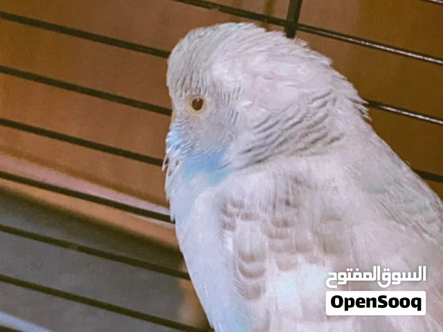 ببغاء البادجي ،طير حب هولندي صحة ممتازة