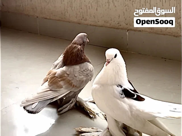 كوبيا هزاز درجه وذكر شقلاب الله يبارك