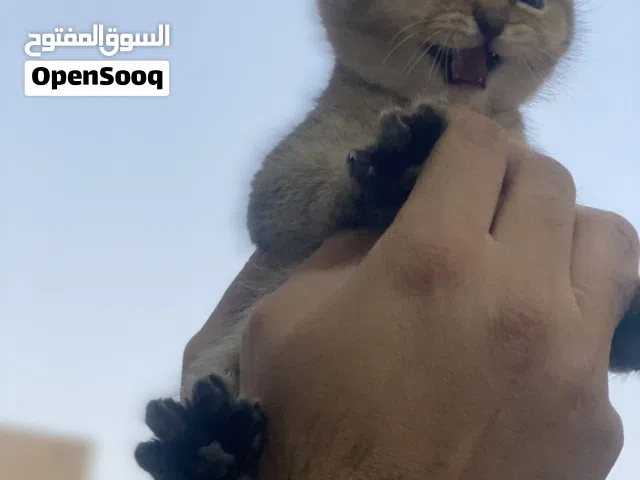 سكوتش فولد ny25 سكوتش ستريت ny11 مواليد 4/2